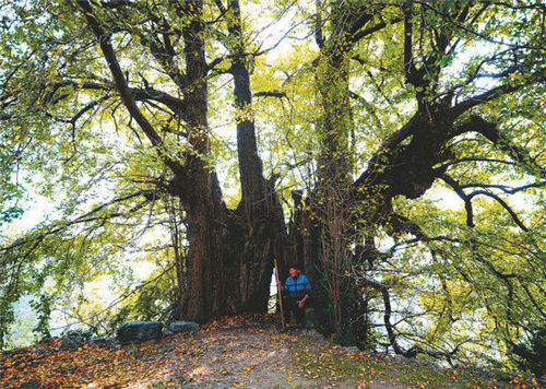 ���ȏ�(f��)�ѹŘ�(sh��)��ľ �T(m��n)�^��1800�q���y��...