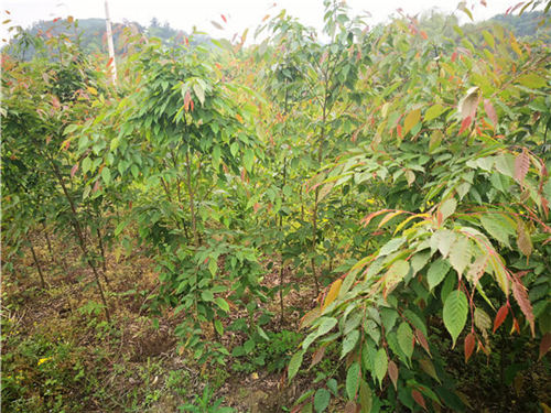 ��(y��ng)���_�L �Ř���ľ��(y��ng)ԓ�@ô��