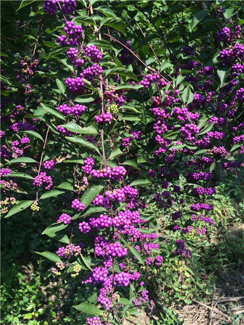 ���16�������o�ˡ��Ř䡱�������370...