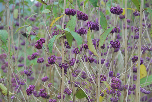 ȫ���G��ί�T���P(gu��n)���Mһ���ӏ��Ř���ľ���o...