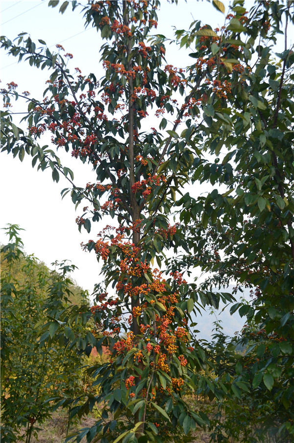 �㽭ʡ�e�k�Ř���ľ�YԴ�ղ�ͱ��o��Ӗ(x��n)��