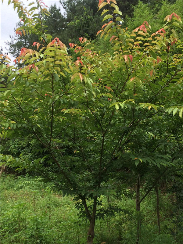 �P(gu��n)��ӡ�l(f��)�����йŘ���ľ���o�����k������ͨ...