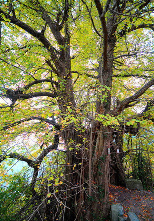 ��ľ�Ř���B(y��ng)�o(h��)