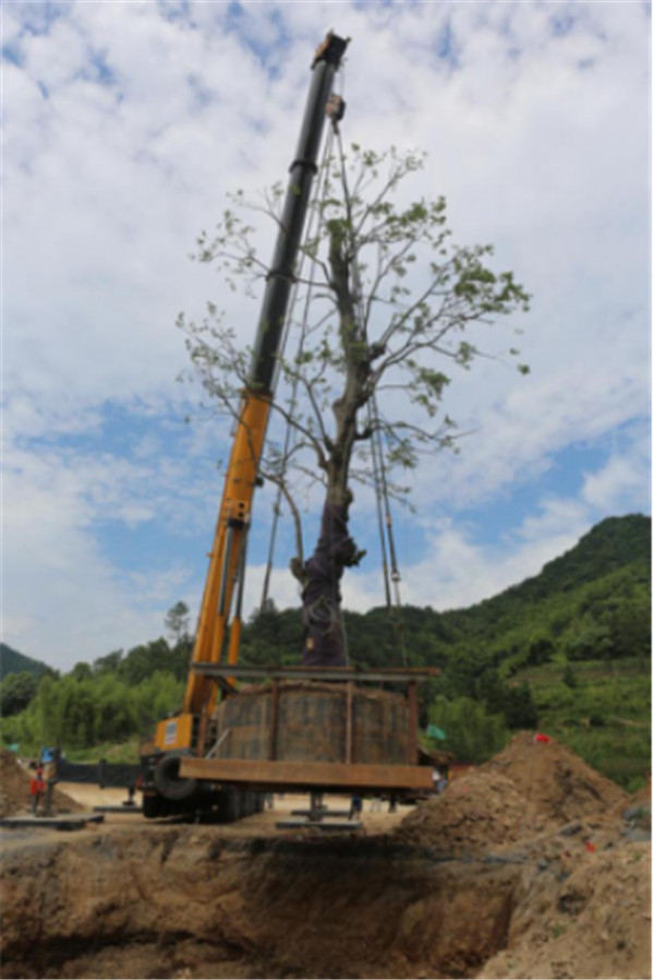 ��Ĺ��Ř���ֲ