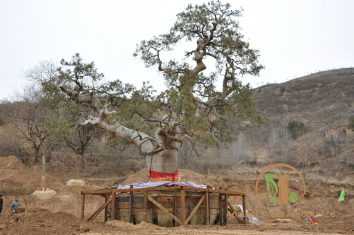 �Ř���ľ��(y��ng)�����o